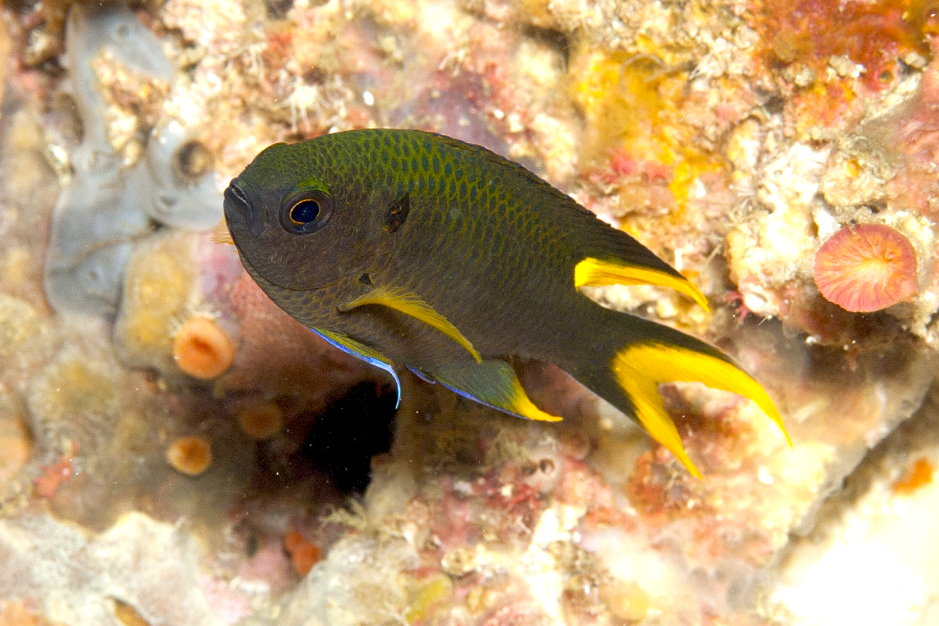 putting-it-to-work-a-new-non-native-fish-in-the-gulf-of-mexico-reef