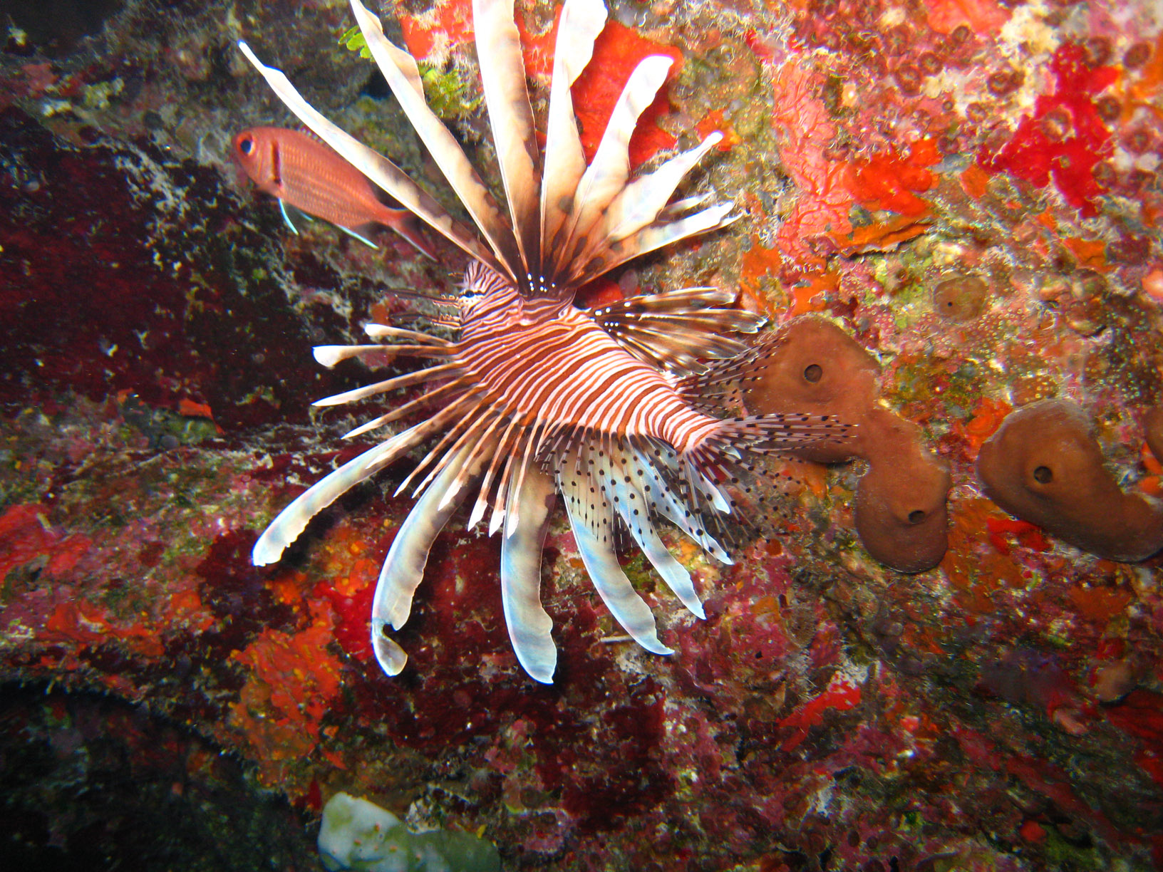 bahamas lionfish