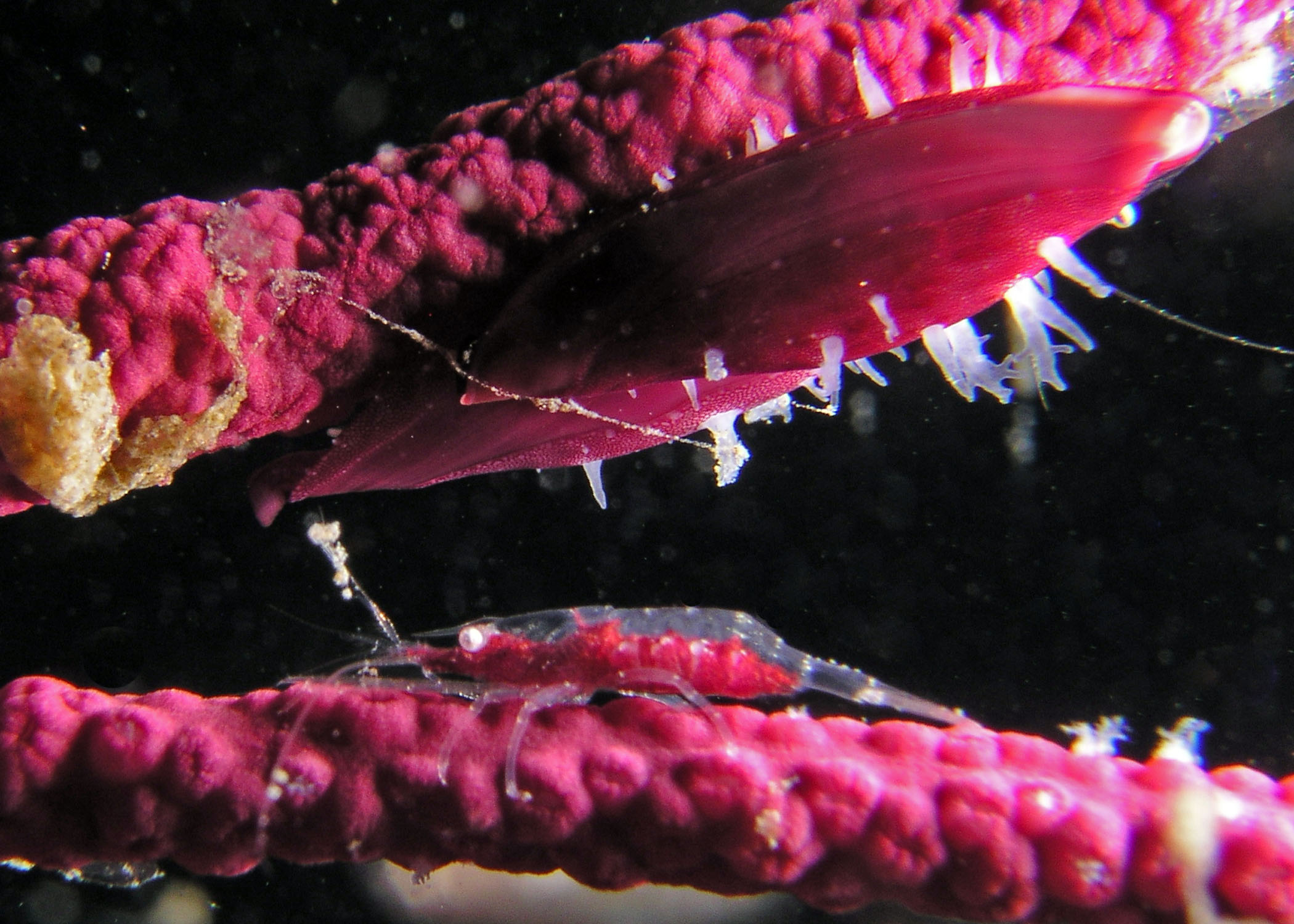 Tiny Shrimp On Sea Whip Reef Environmental Education Foundation Reef