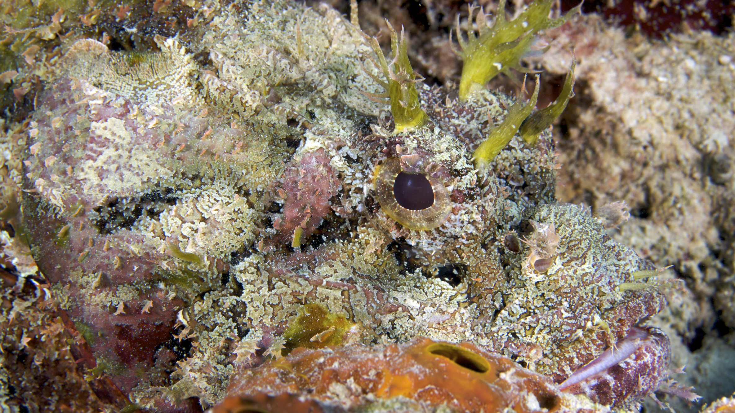 Spotted Scorpionfish | Reef Environmental Education Foundation (REEF)