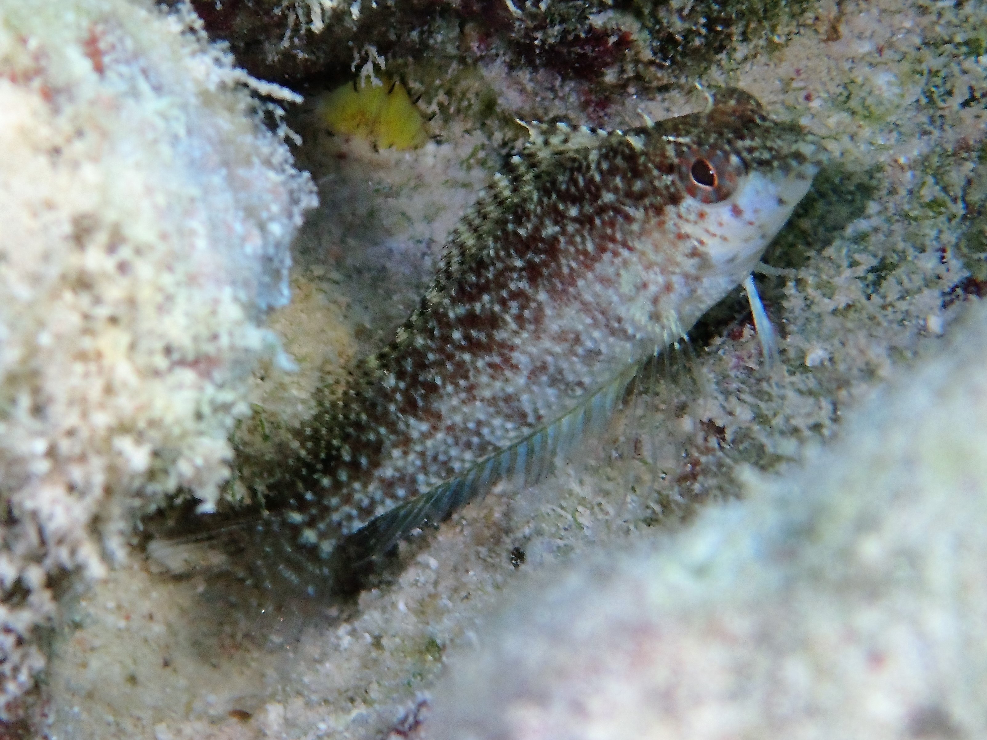 Blenny | Reef Environmental Education Foundation (REEF)