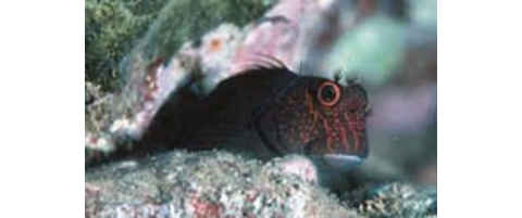 Scarface Blenny | Reef Environmental Education Foundation