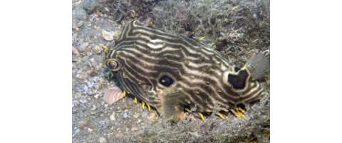 Data Deep Dive with REEF Surveyor Peter Leahy: Web Burrfish vs. Striped ...