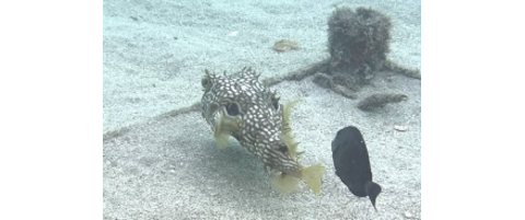 Data Deep Dive with REEF Surveyor Peter Leahy: Web Burrfish vs. Striped ...