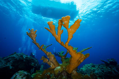 Elkhorn Coral