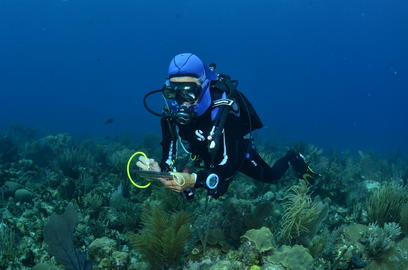 A scuba diver wearing a blue hood, recording fish sightings on a slate underwater.