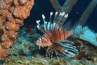 Red Lionfish - photo by Janna Nichols