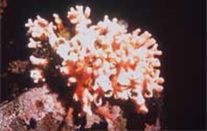 Pink Hydrocoral