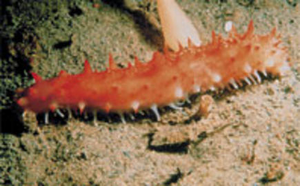 California Sea Cucumber