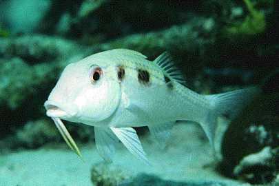 small caribbean fish