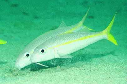 small caribbean fish