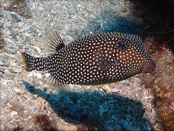 Tropical hawaiian clearance fish