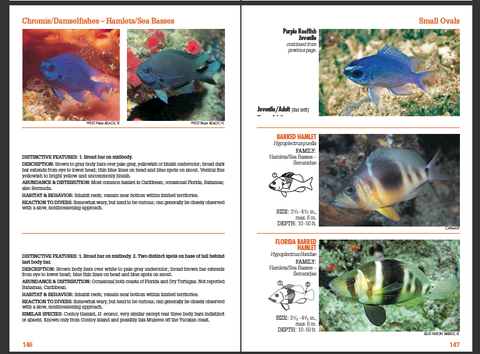 Reef Fish Identification - Florida, Caribbean and Bahamas, 4th edition ...