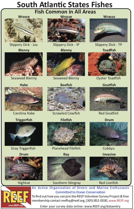 SAS - Color ID Cards | Reef Environmental Education Foundation