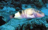 Manybar Goatfish