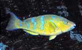 Bluechin Parrotfish