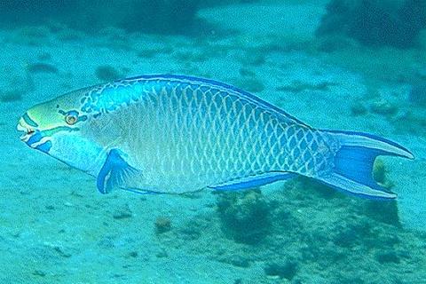 Queen Parrotfish