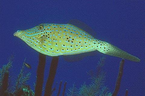 Scrawled Filefish