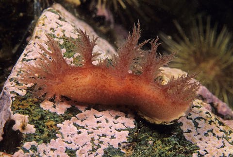 bushy-backed nudibranch