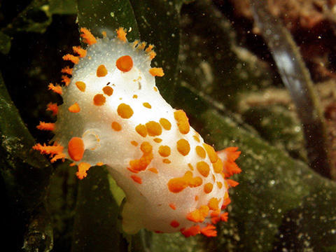 Clown Dorid