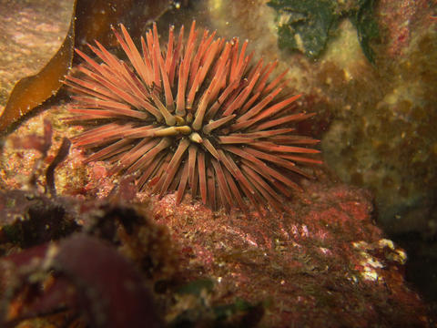 purple-spined sea urchin