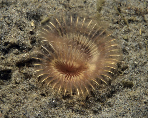 sabellid worm