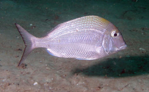 Sheepshead Porgy