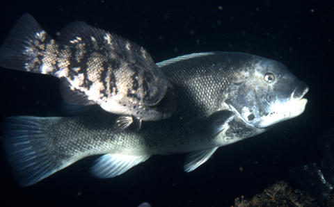 Tautog