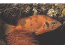 Redfish sp. - Scorpionfish<br>(<i>Sebastes sp.</i>)